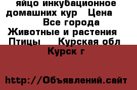 яйцо инкубационное домашних кур › Цена ­ 25 - Все города Животные и растения » Птицы   . Курская обл.,Курск г.